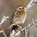 Nelson's Sparrow - Photo (c) Bill Bouton, some rights reserved (CC BY-NC-SA)
