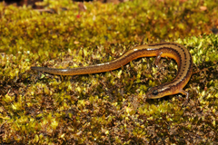 Eurycea multiplicata