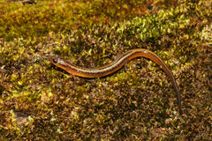 Eurycea multiplicata