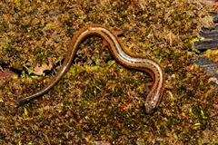 Eurycea multiplicata