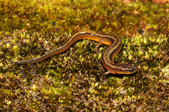 Eurycea multiplicata