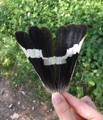 Upupa epops