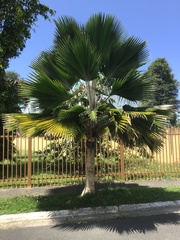 Pritchardia pacifica