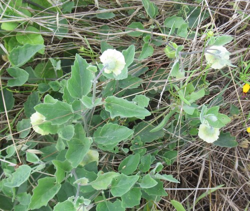 Physalis mollis, photograph 3