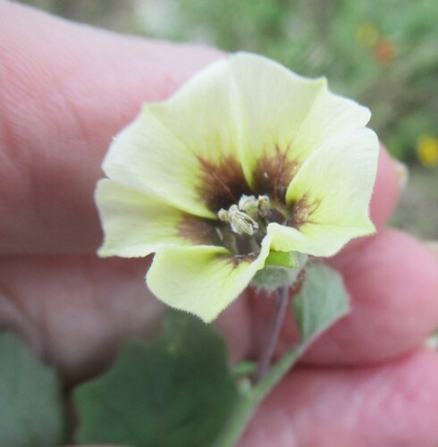 Physalis mollis, photograph 2
