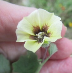 (c) Linda Jo Conn, some rights reserved (CC BY) Physalis mollis, photograph (c) Linda Jo Conn, some rights reserved (CC BY)