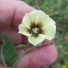 Physalis mollis