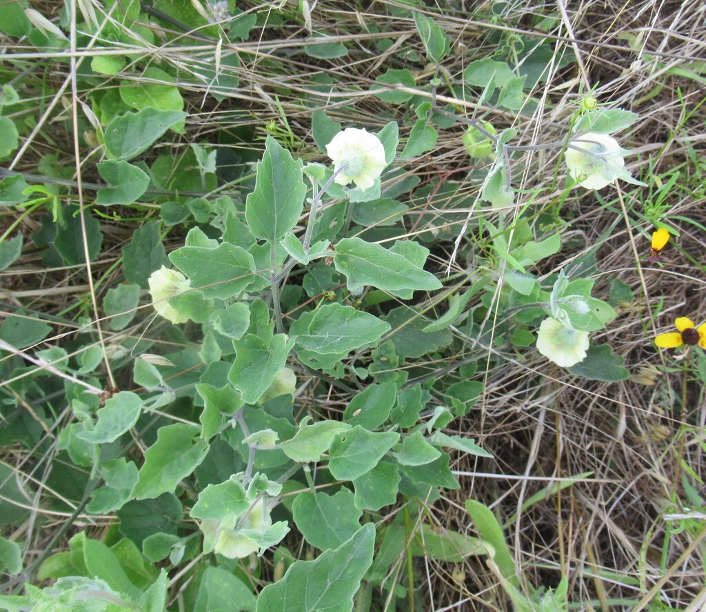 Physalis mollis; photograph (c) Linda Jo Conn, some rights reserved (CC BY)