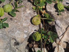 Medicago rugosa