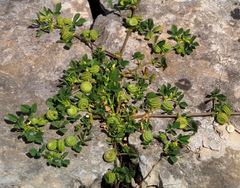 Medicago rugosa