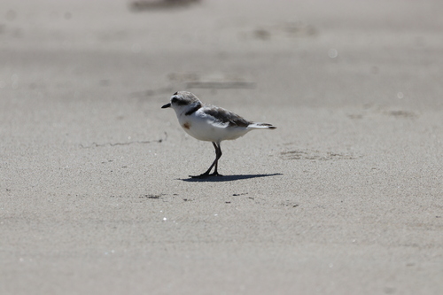 iNaturalist observation photo of Snowy Plover