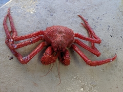 Paralomis multispina