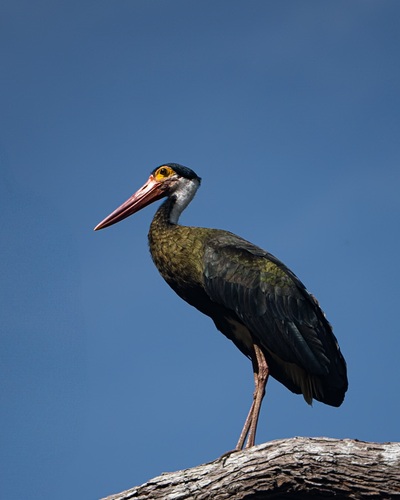 Ciconia stormi