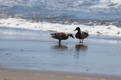 iNaturalist observation photo of Mallard