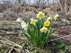 Narcissus × incomparabilis