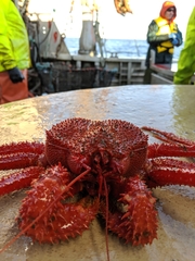 Paralomis multispina