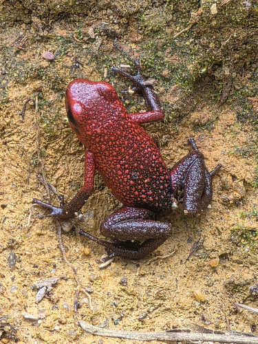 Andean Poison Frog