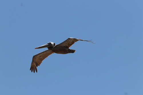 iNaturalist observation photo of Brown Pelican