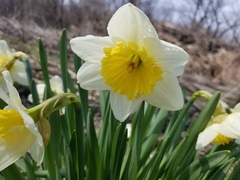 Narcissus × incomparabilis