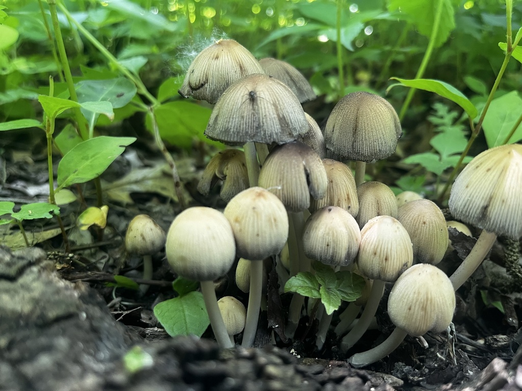 mica cap · May 2026 · photo: Photo: (c) Bryant Brumbill-Corral, some rights reserved (CC BY) · iNaturalist