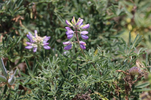 iNaturalist observation photo of coastal bush lupine