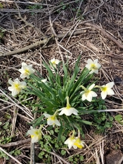 Narcissus × incomparabilis