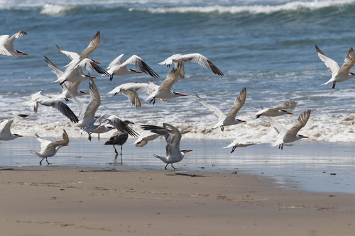 iNaturalist observation photo of Royal Tern