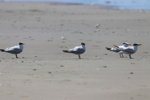 iNaturalist observation photo of Royal Tern