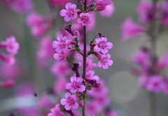 Penstemon parryi