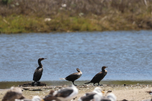 iNaturalist observation photo of Double-crested Cormorant