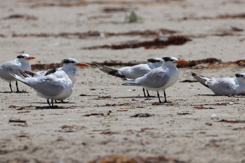 iNaturalist observation photo of Royal Tern