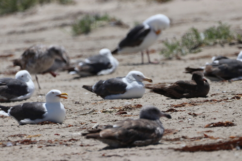 iNaturalist observation photo of Large White-headed Gulls