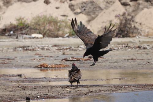 iNaturalist observation photo of Turkey Vulture