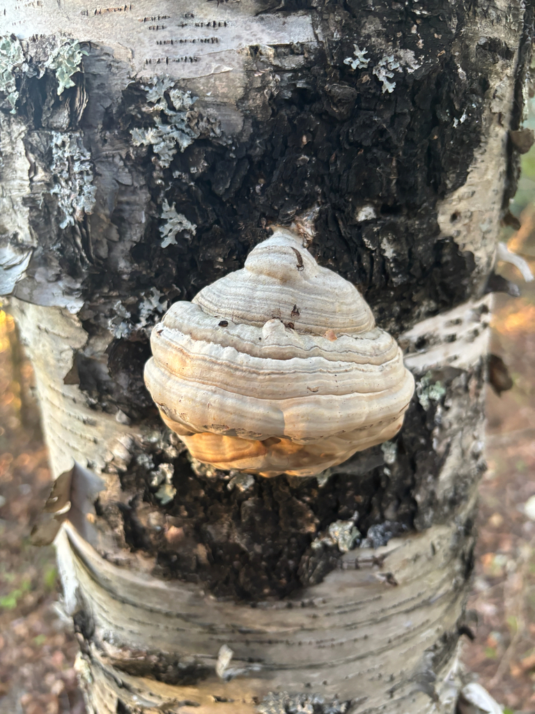 Tinder Polypore · May 2026 · photo: Photo: (c) josephine schirling, some rights reserved (CC BY) · iNaturalist