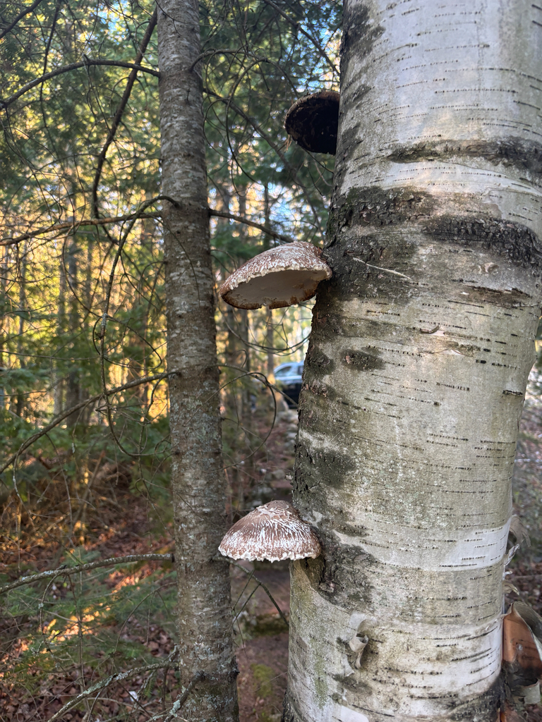 birch polypore · May 2026 · photo: Photo: (c) josephine schirling, some rights reserved (CC BY) · iNaturalist