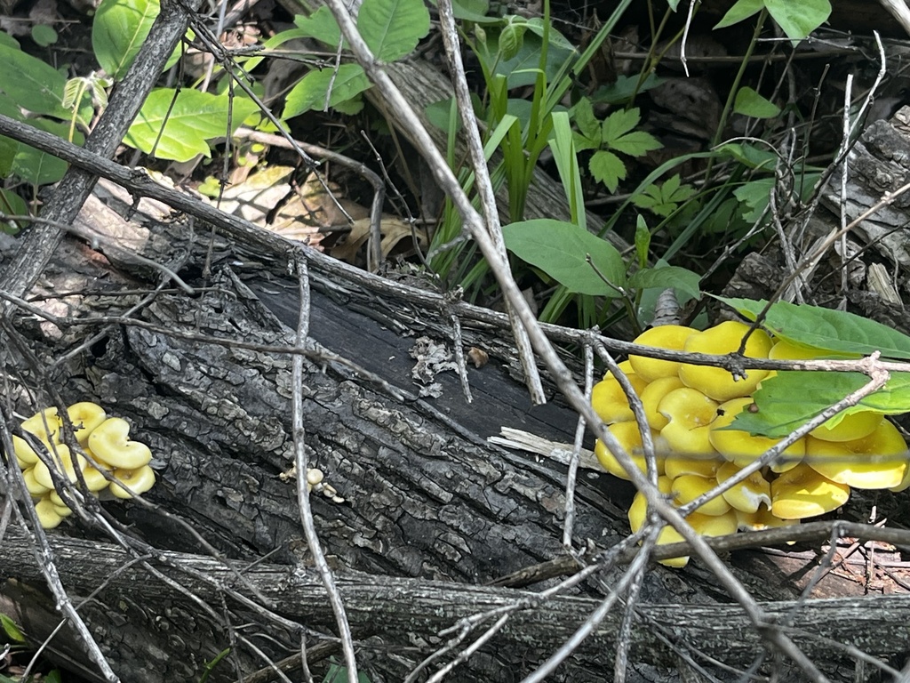 Golden Oyster Mushroom · May 2026 · photo: Photo: (c) Bryant Brumbill-Corral, some rights reserved (CC BY) · iNaturalist