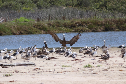 iNaturalist observation photo of Brown Pelican