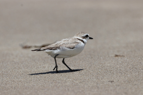 iNaturalist observation photo of Snowy Plover