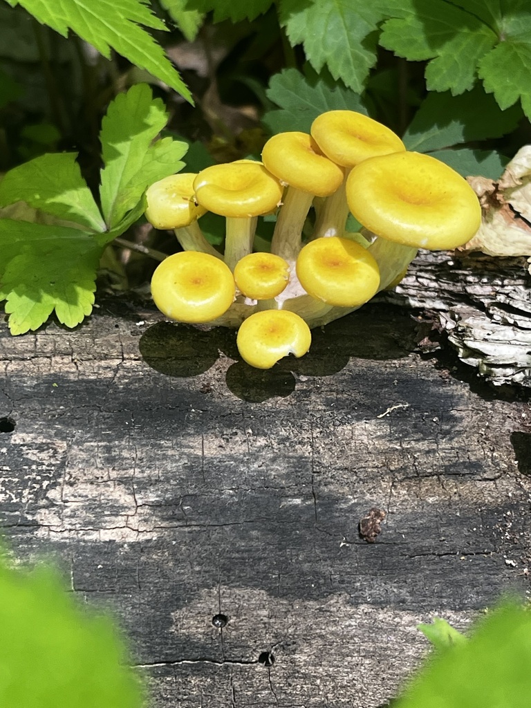 Golden Oyster Mushroom · May 2026 · photo: Photo: (c) Bryant Brumbill-Corral, some rights reserved (CC BY) · iNaturalist