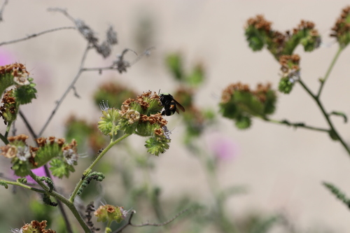 iNaturalist observation photo of Bumble Bees