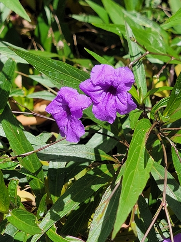 Ruellia simplex, 2026-05-24