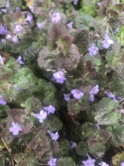 Glechoma hederacea