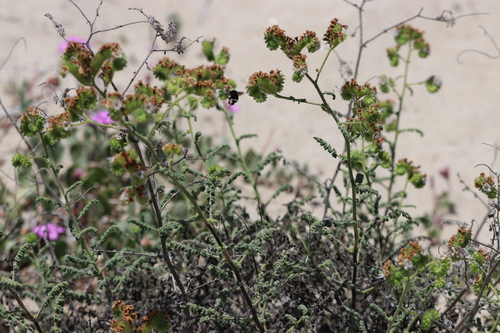 iNaturalist observation photo of branching phacelia