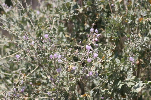 iNaturalist observation photo of Ojai bushmallow