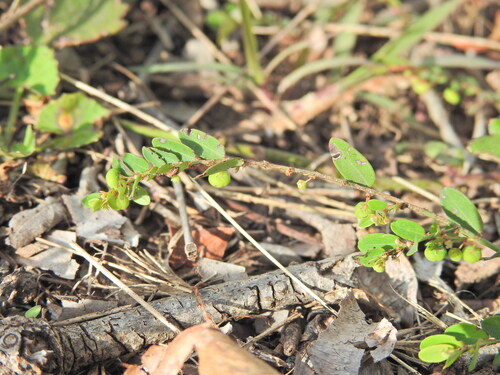 Phyllanthus virgatus, photograph 6