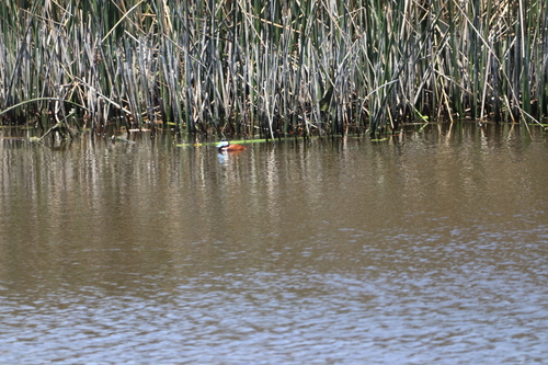 iNaturalist observation photo of Ruddy Duck