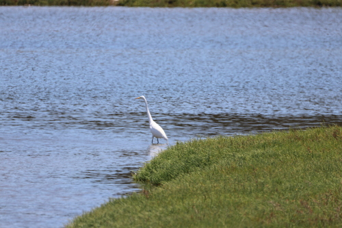 iNaturalist observation photo of Great Egret