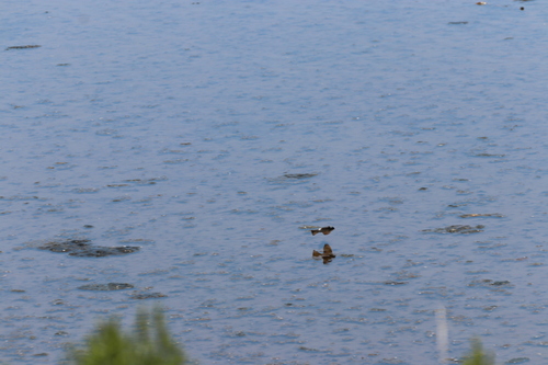 iNaturalist observation photo of Swallows and Martins