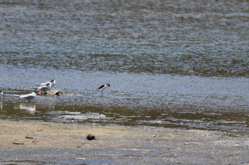 iNaturalist observation photo of Black-necked Stilt