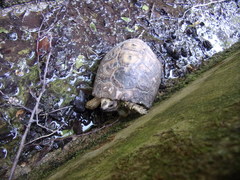 Testudo graeca terrestris
